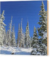 Snowy Trees 2, Mirror Lake Scenic Byway Wood Print