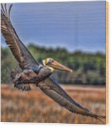 Soaring Pelican Wood Print