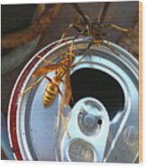 Soda Pop Bandits, Two Wasps On A Pop Can Wood Print