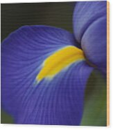 Soft Iris Glow Wood Print
