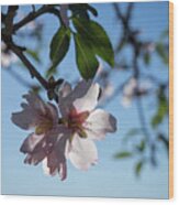 Soft Pink Petals And Almond Blossom In Spain Wood Print
