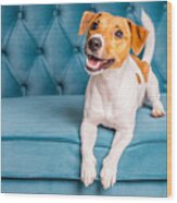 Soft Sofa. Furniture Background. Dog Lies On Turquoise Velour Sofa. Cozy And Comfortable Home Interior. Wood Print