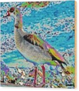 Solar  Egyptian Goose Above Water Wood Print