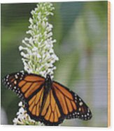 Solitary Monarch Wood Print