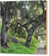 Solstice Canyon Live Oak Trail Wood Print