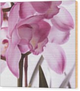Somber Orchid Wood Print