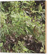 Some Green Mount Yonah Foliage Wood Print