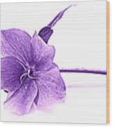 Song Of Spring - Purple Wood Print