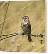 Song Sparrow Wood Print