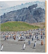 South Georgia Glaciers And King Penguins Wood Print