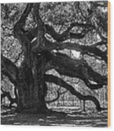 Southern Angel Oak Tree Wood Print