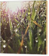 Sparkling Morning Dew On Grass With Sunflare Wood Print