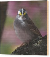 Sparrow In Spring Wood Print