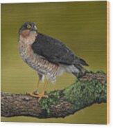 Sparrowhawk Bird Of Prey Wood Print