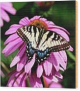 Spicebush Swallowtail Butterfly 4 Wood Print