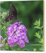 Spicebush Swallowtail Wood Print