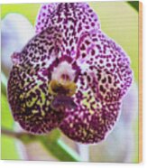 Spotted Vanda Orchid Flowers Wood Print
