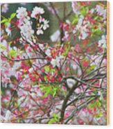 Spring Blossoms Wood Print
