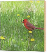 Spring Cardinal Wood Print