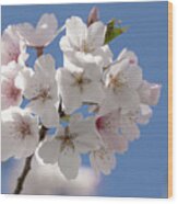 Spring Cherry Bloooms Wood Print