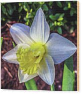 Spring Daffodil Flowers Wood Print