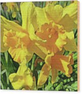 Spring Daffodils Wood Print