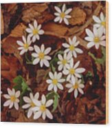 Spring Ephemeral Bloodroot Cluster Fl4508-2 Wood Print