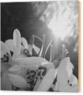 Spring Flowers Enlighted With Sun Rays Bnw Wood Print