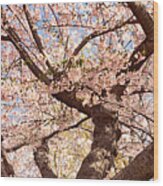 Spring - Hanami Hues Wood Print