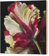 Spring Parrot Tulip Wood Print