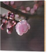 Spring Pink Blossom Wood Print