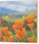 Spring Poppies Walker Canyon Wood Print