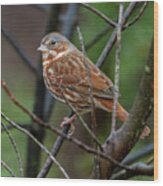 Spring Preview Fox Sparrow Wood Print