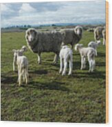 Springtime Babies - High Country Sheep Muster, South Island, New Zealand Wood Print