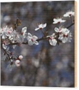 Spring White Blossom Wood Print