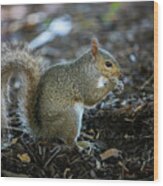 Squirrel Wood Print