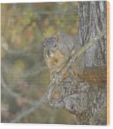 Squirrel Print Wood Print