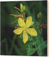 St. Johns Wort Wood Print