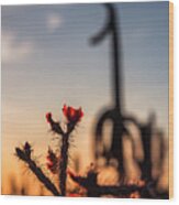 Staghorn Cholla At Sunset Wood Print