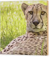 Staring Cheeta Wood Print