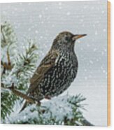 Starling In Snow Wood Print