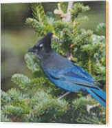 Stellers Jay Wood Print