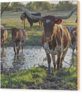 Sterling, Our Longhorn Cow Leading The Herd Across The Creek Wood Print