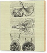 Sterrholophus And Triceratops Skulls Wood Print