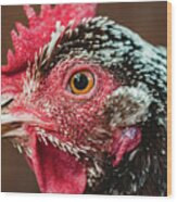 Stevie The Speckled Sussex Chicken Wood Print