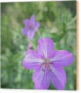 Sticky Purple Geranium Wood Print