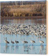 Strolling Sandhill Cranes Wood Print