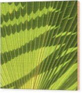 Structure Of Green Palm Leaf With Shadows 1 Wood Print