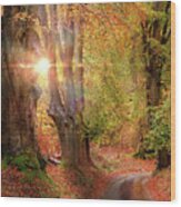Stunning Autumn Forest Road At Sunrise In Norfolk Wood Print
