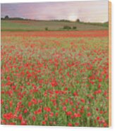 Norfolk Poppy Fields At Sunrise In England Wood Print